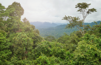 Bornéo (Kalimantan), Indonésie