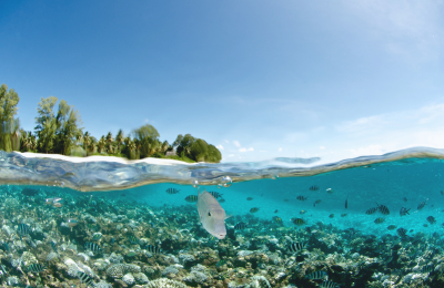 Parc marin de Sainte-Anne, Seychelles