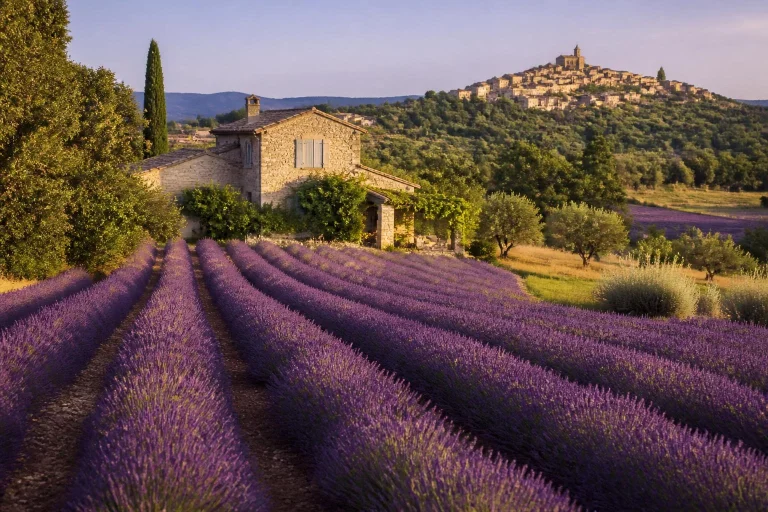 Champs de lavande en Provence, France