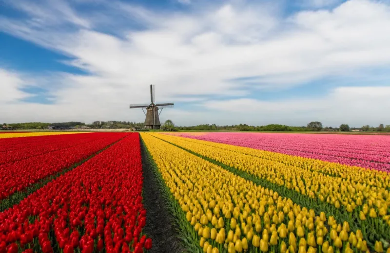 Région des bulbes, Pays-Bas