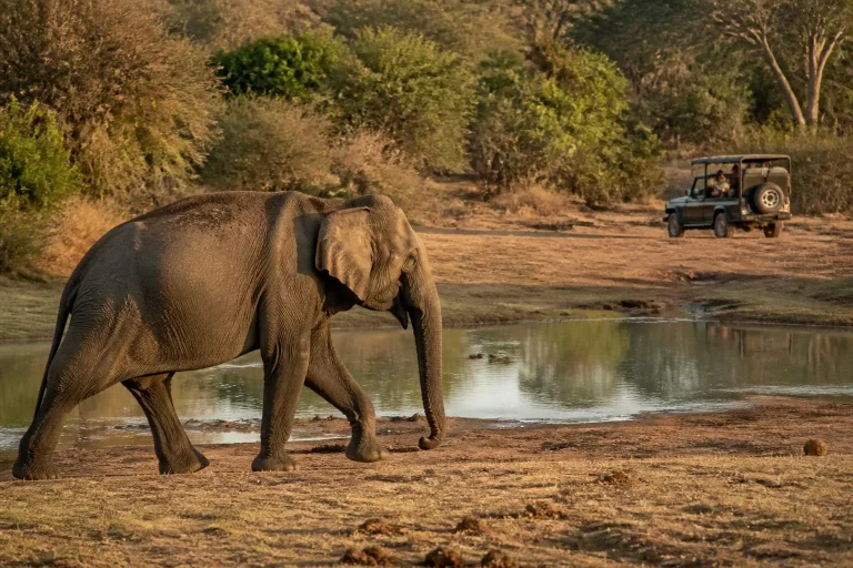 Éléphant sauvage dans le parc national de Yala, Sri Lanka